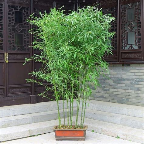 竹子盆栽照顧 富貴